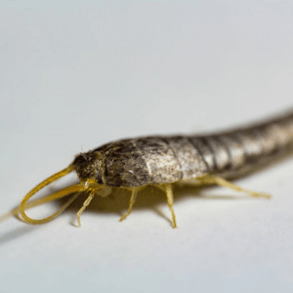 How silverfish can ruin your photos