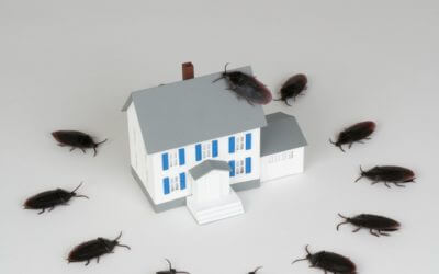 How Cold Weather Can Send Cockroaches Into Your House