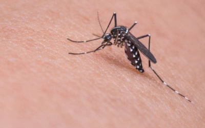 Tips to prevent mosquitoes from living in your backyard