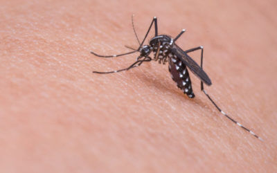 Mosquito control can prevent infestation
