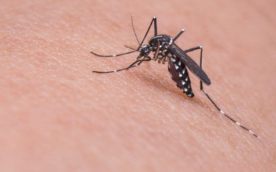 Mosquito Control Tips