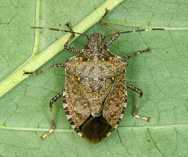How to Get Rid of Stink Bugs?