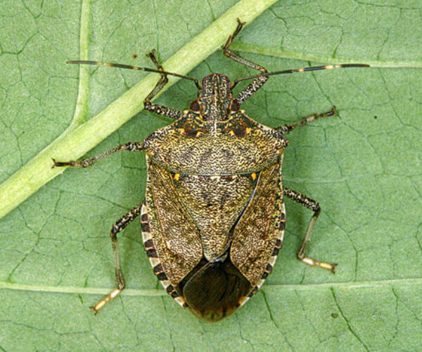 What You Need to Know About Stink Bugs