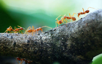 How to Repel an Ant Invasion