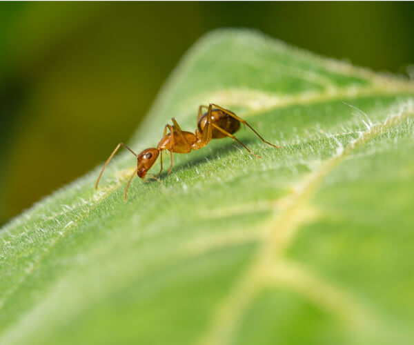 Lawn Care: How to Control Fire Ants In Your Yard