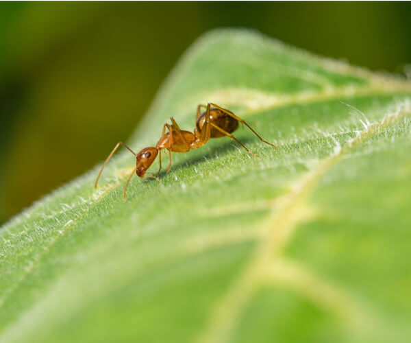 Deterring Ants from Going Into Your Kitchen