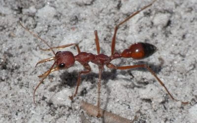 If you see three or more ants, here are the ant problems you could have