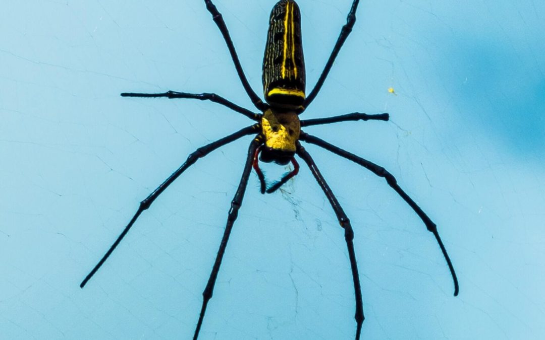 Dangerous Spiders in the Ozark Region