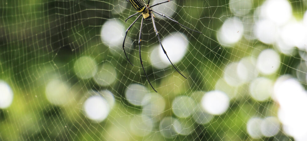 Are Spiders Dangerous And How to Get Rid of Them?