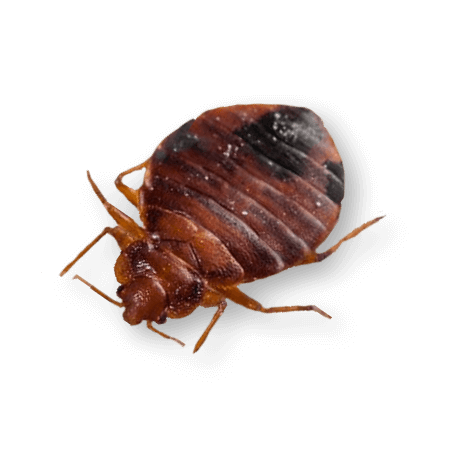Three tips to prevent bed bugs from entering your home