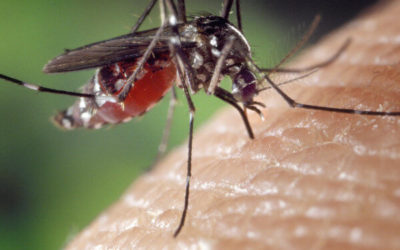 How to stop mosquitoes from entering your home