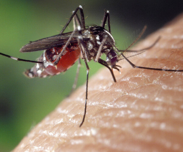 Mosquito Control in Arkansas