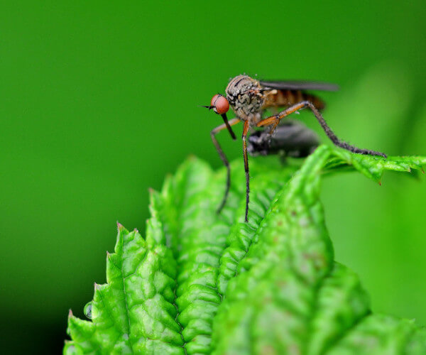 How to Deal With a Mosquito Infestation in Your Backyard