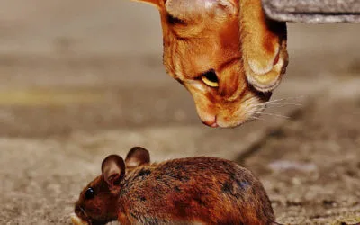 pest-control-company-400×250