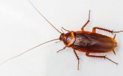 Signs of cockroach infestation