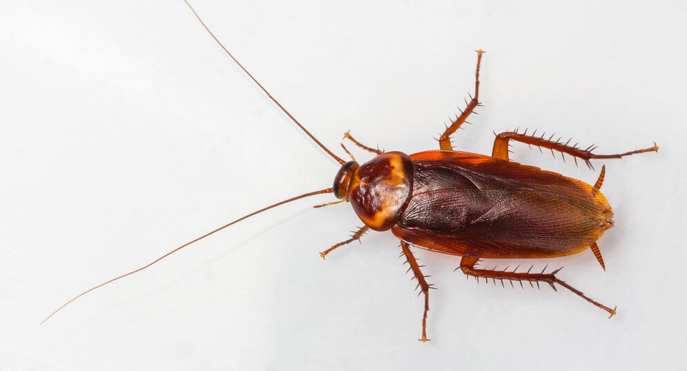 3 Things you MUST Know About Cockroaches