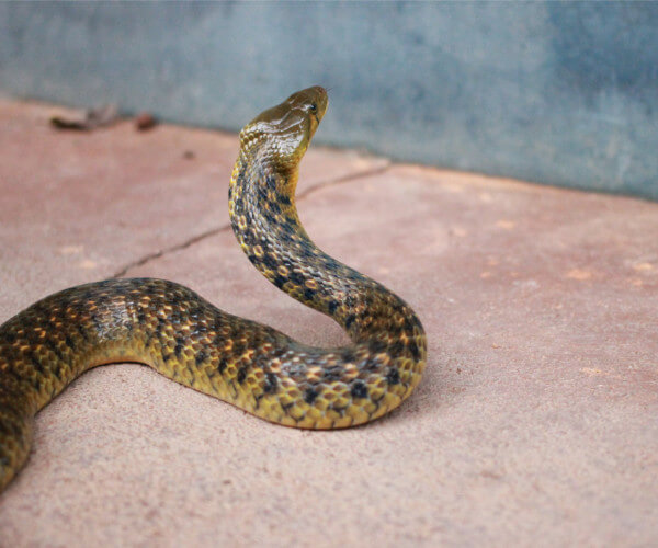 Why Leave Snake Removal to a Professional