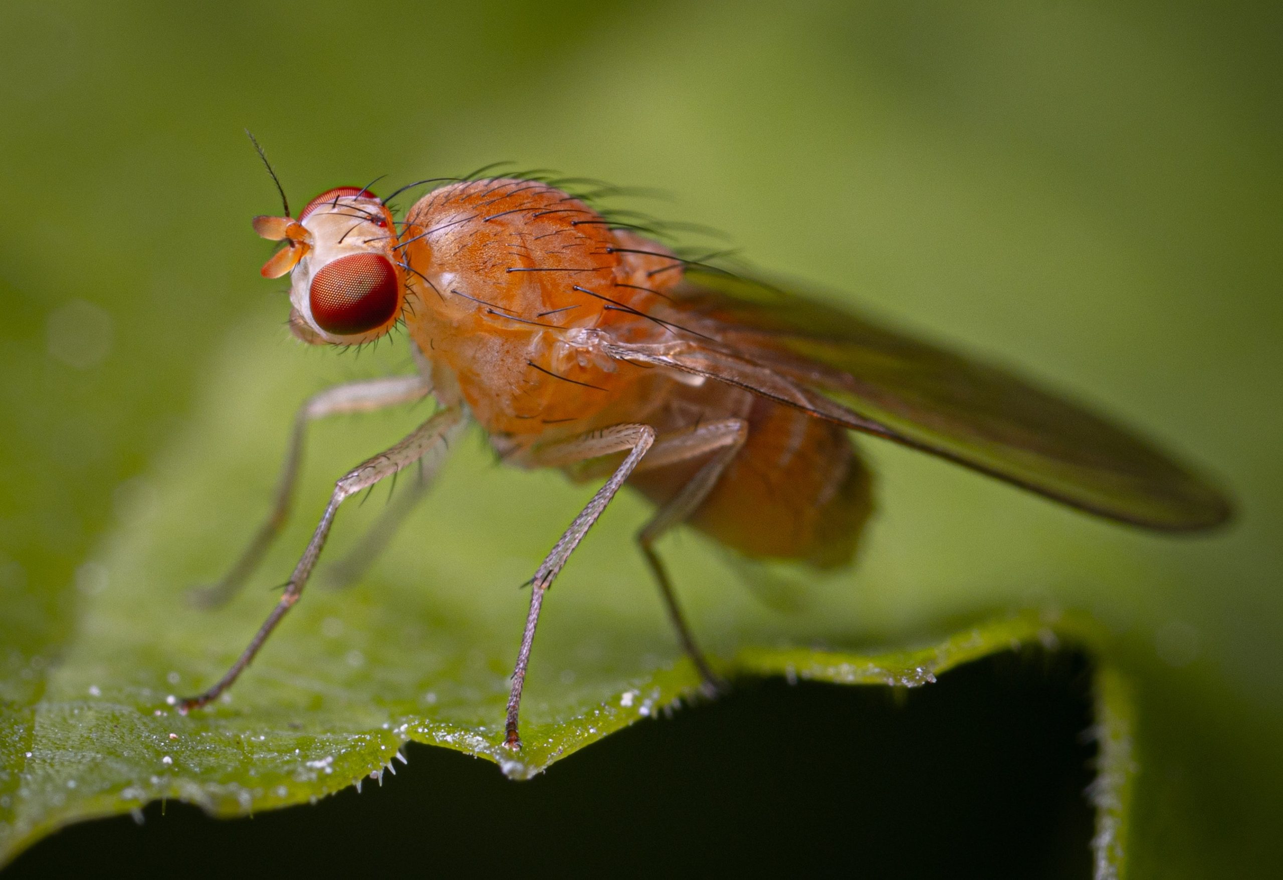 does dog poop attract fruit flies