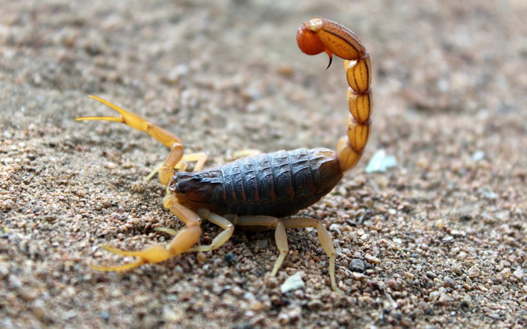 Careful Measures When Dealing with Scorpions