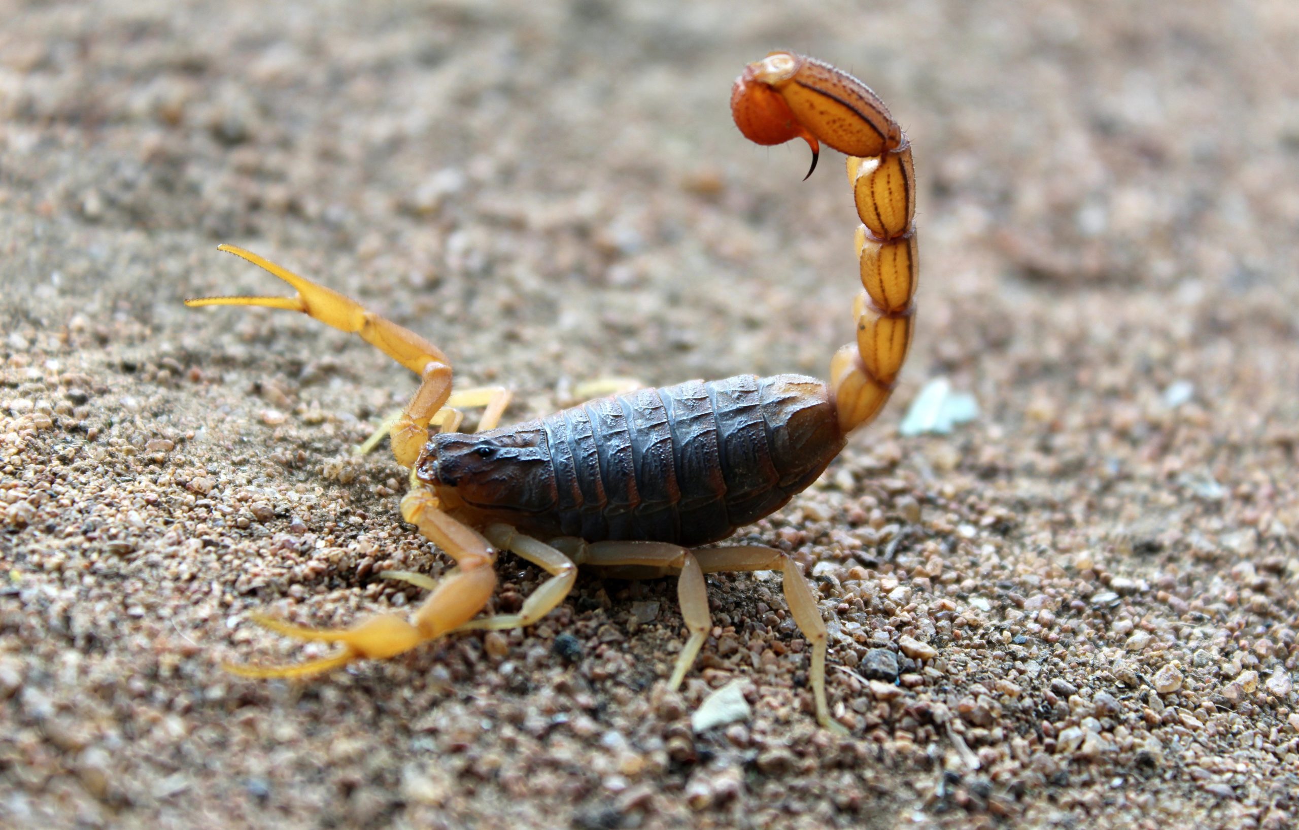 striped tail scorpion