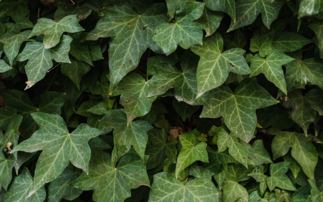 If your plants’ leaves have holes, then one of these pests may be responsible