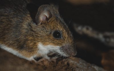 Types of Rats and Mice That Invade Homes