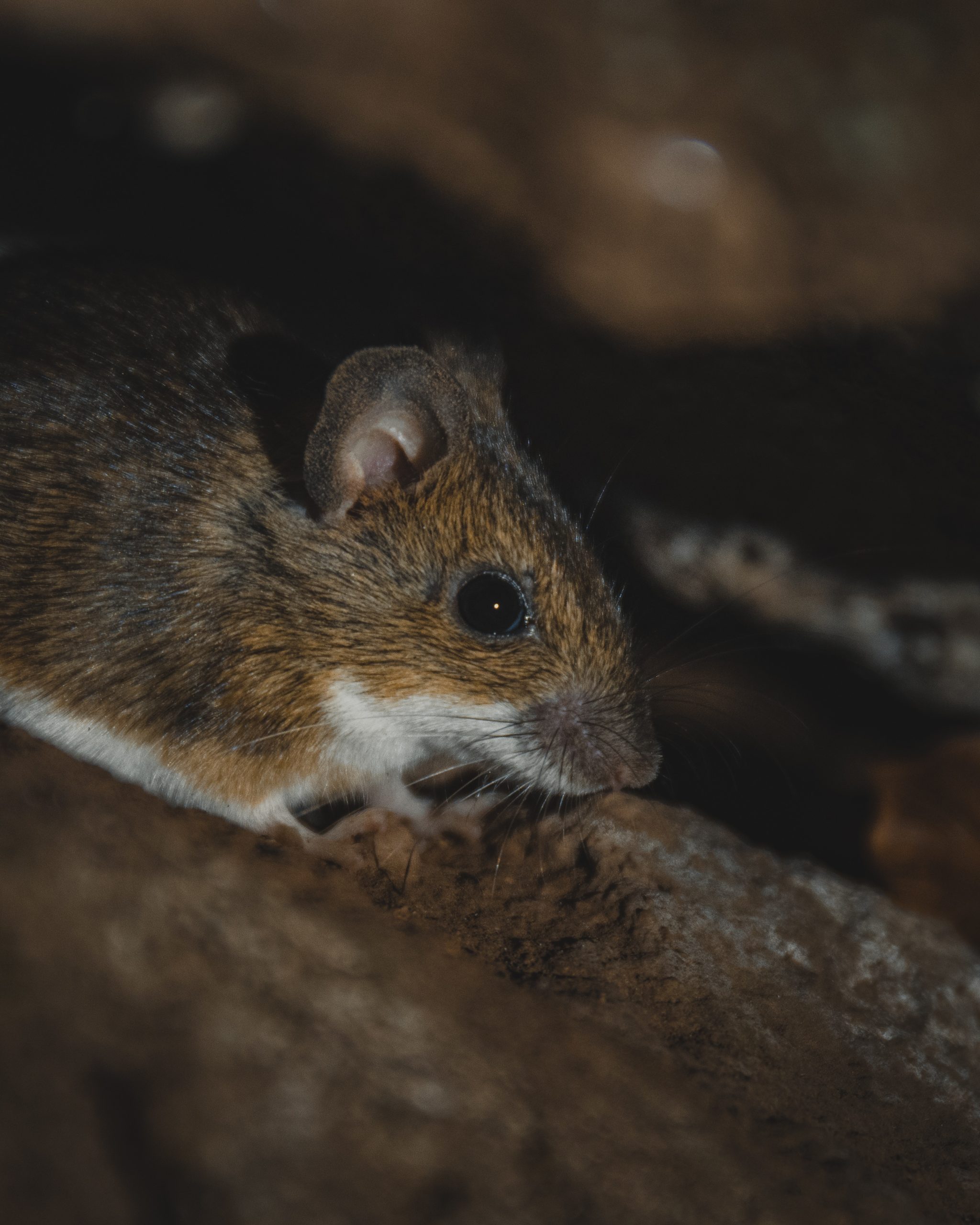 How to control invasive rats and mice at home without harming