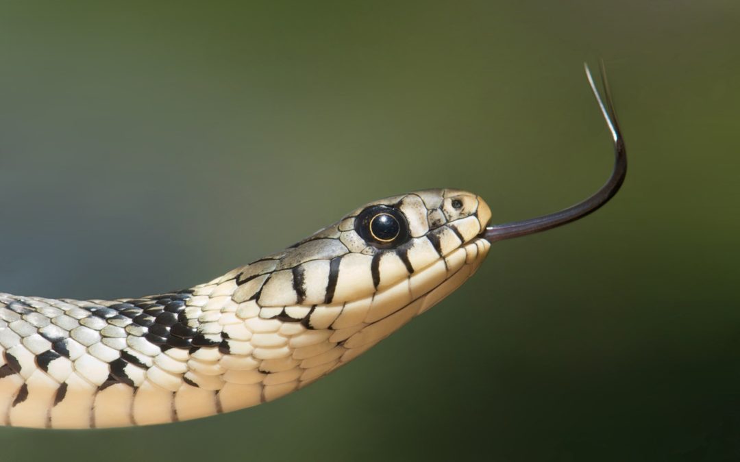 How Snakes Help with Pest Control