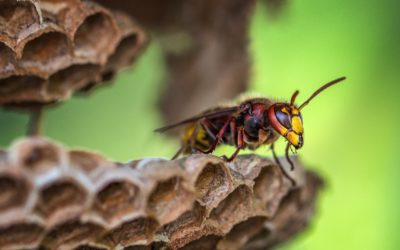 Signs of a Wasp Nest in Your Yard