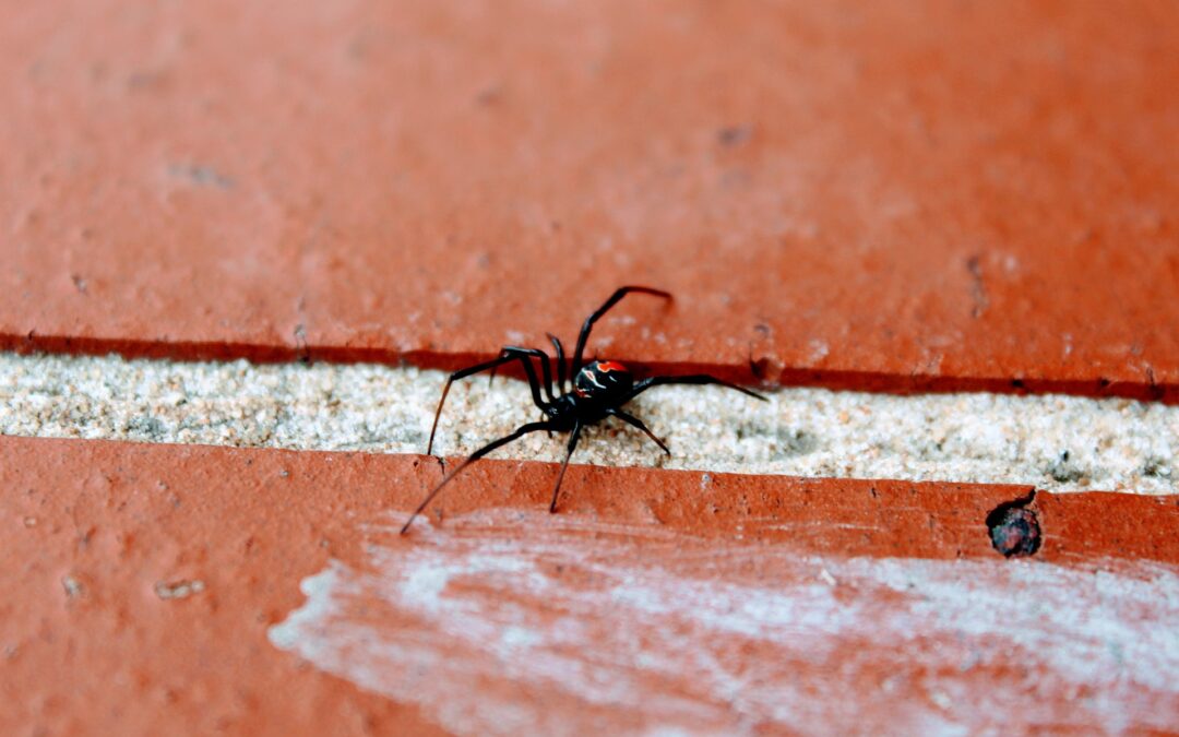 How to safely deal with a black widow and a brown recluse