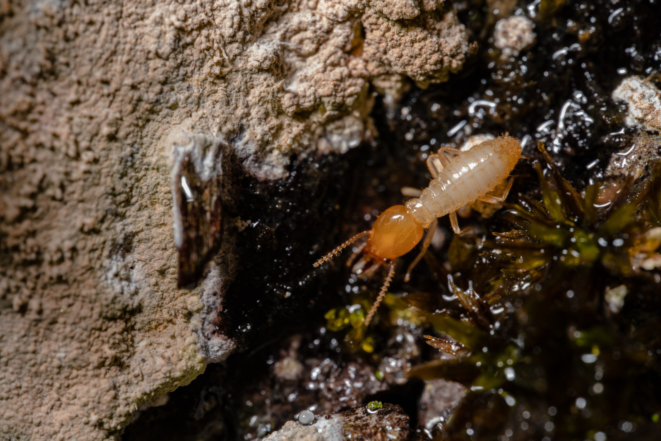 DIY vs Professional Termite Control: Which is the Best Option for Your Situation?