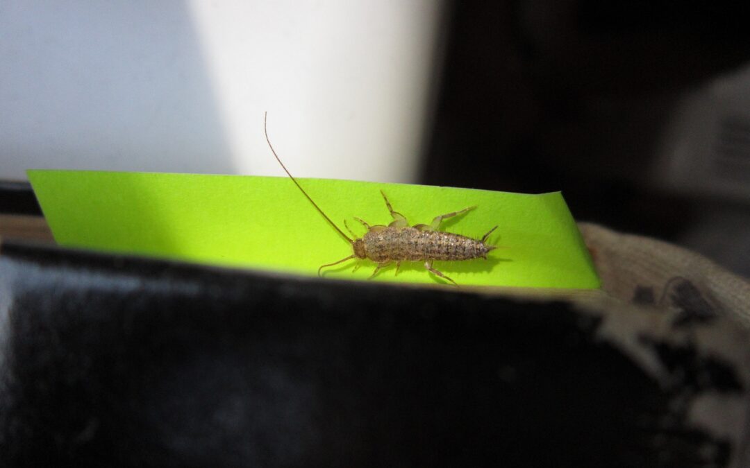 How to Keep Silverfish Away From Your Books and Papers