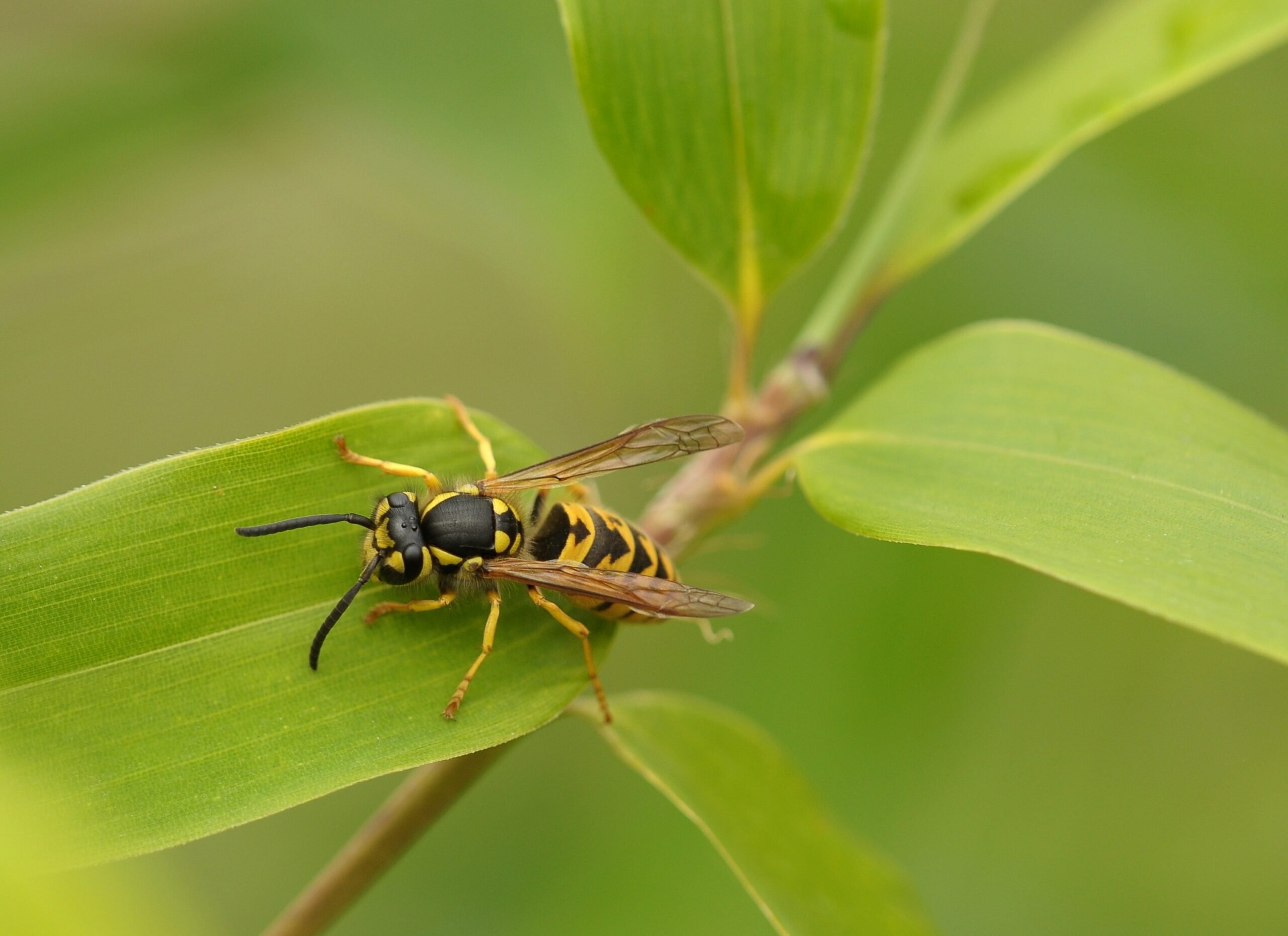 What do I do with this Yellow Jacket Queen I found in my house? I found  this wasp walking on my carpet in my house, and trapped it under a cup with