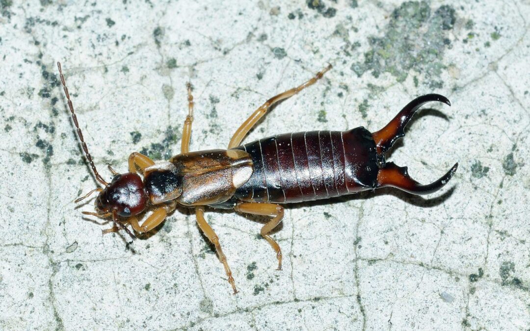 What you need to know about earwigs
