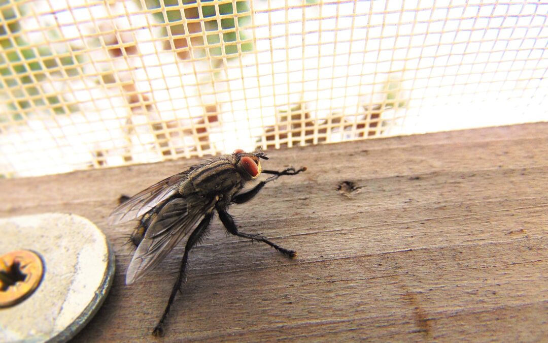 How to ward off houseflies