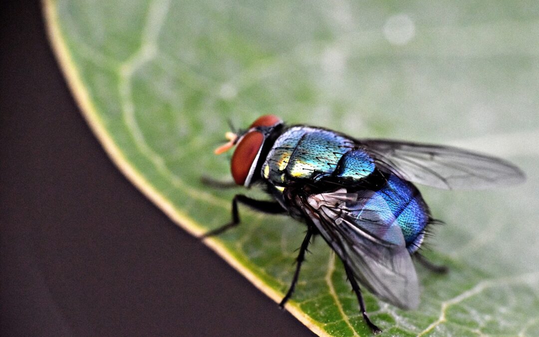 Why are flies attracted to food?