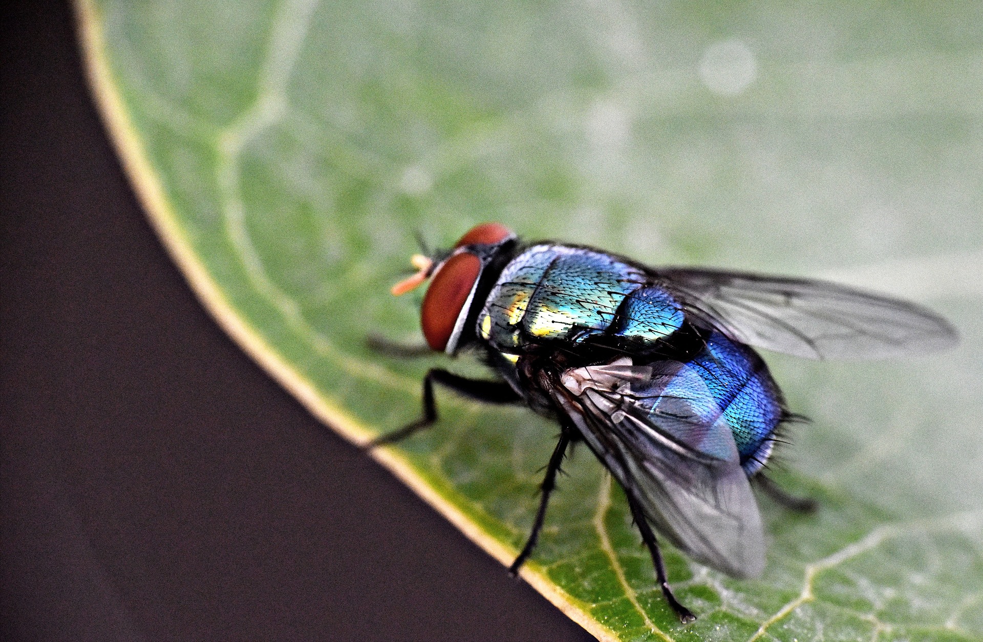 What food attracts clearance flies