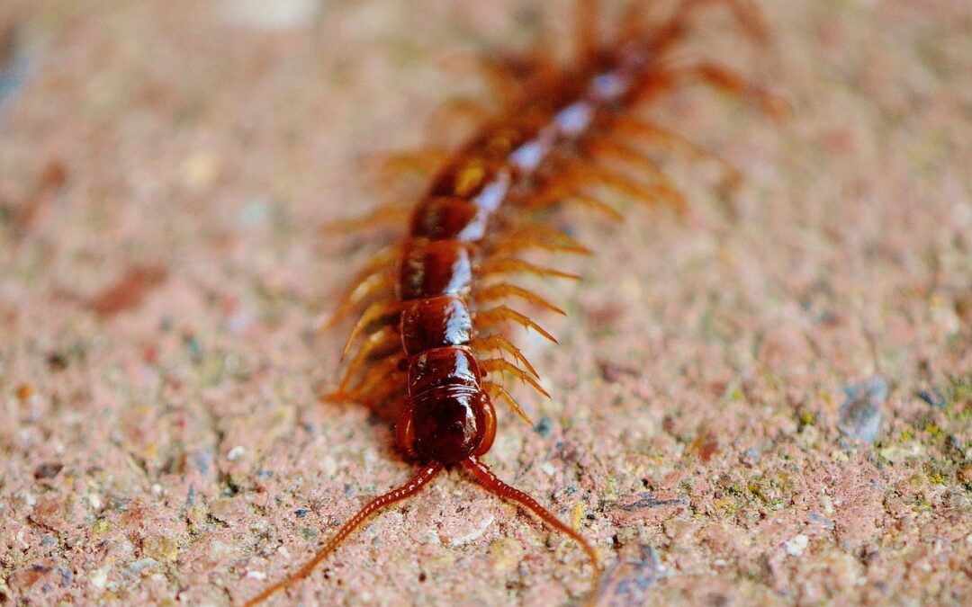 What should I do if I see a centipede in my home?