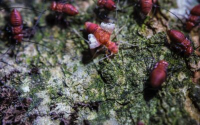 The different types of termites: Understanding your pest problem