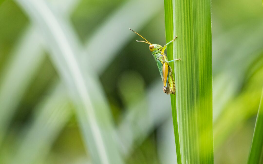 4 Ways to Keep Grasshoppers Away from Plants