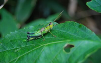 Pests That Can Ruin Your Garden