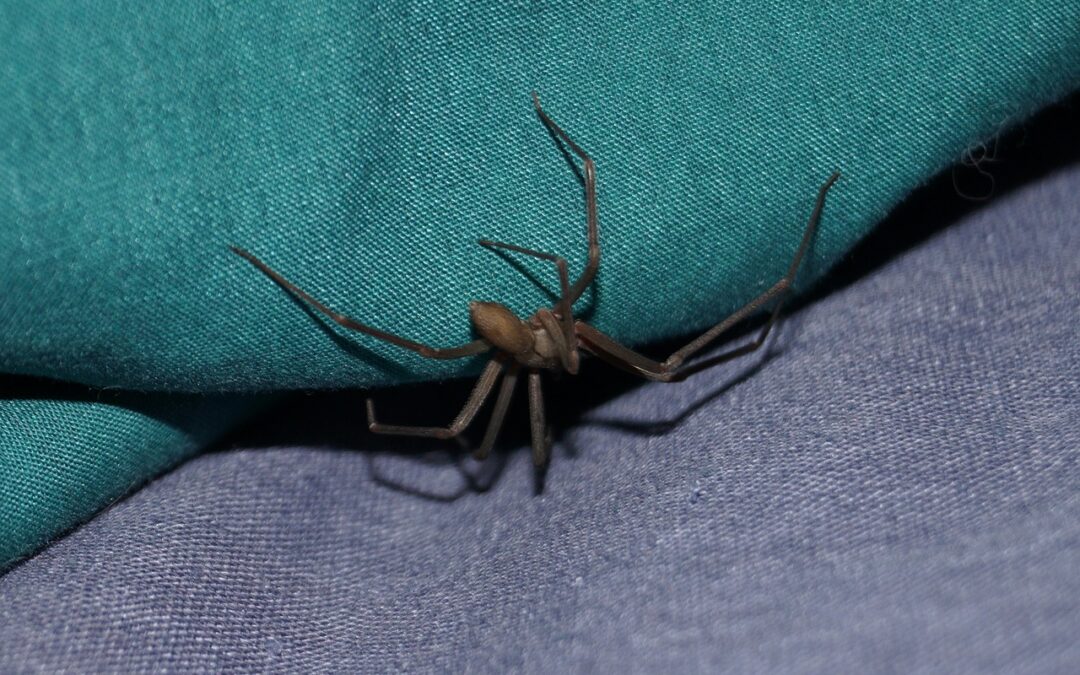 Why Brown Recluses are Dangerous