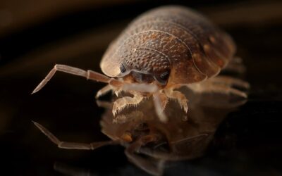 Banishing Bed Bugs: What to do in case of infestation