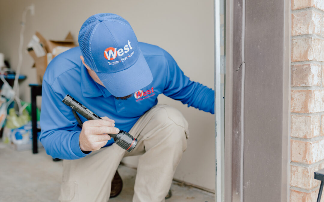 Why Regular Pest Control Is More Affordable Than Emergency Treatments