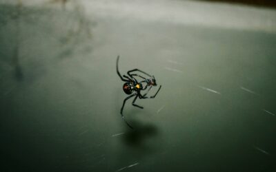 What To Do if a Black Widow Is In Your Home