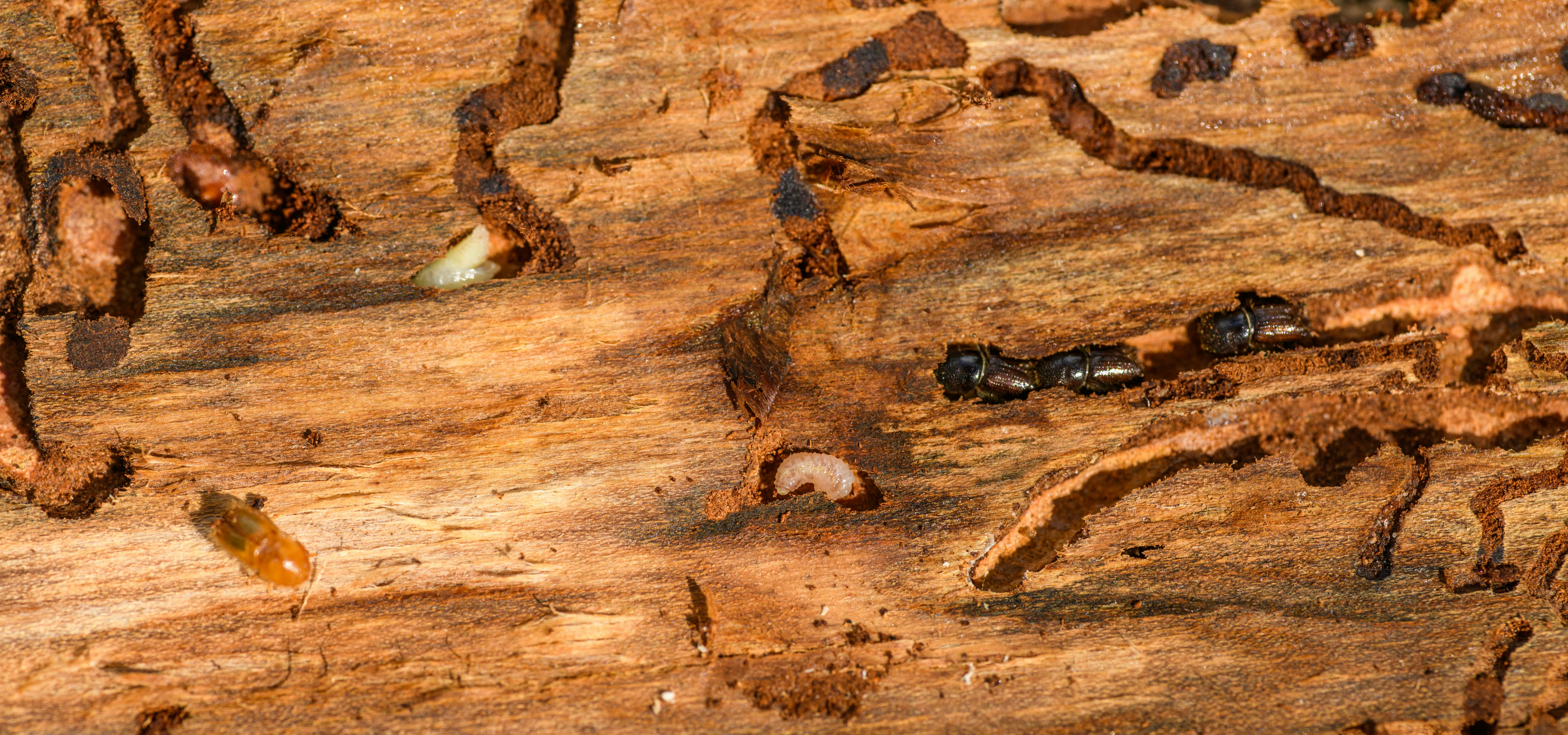 The Hidden Dangers of Termites