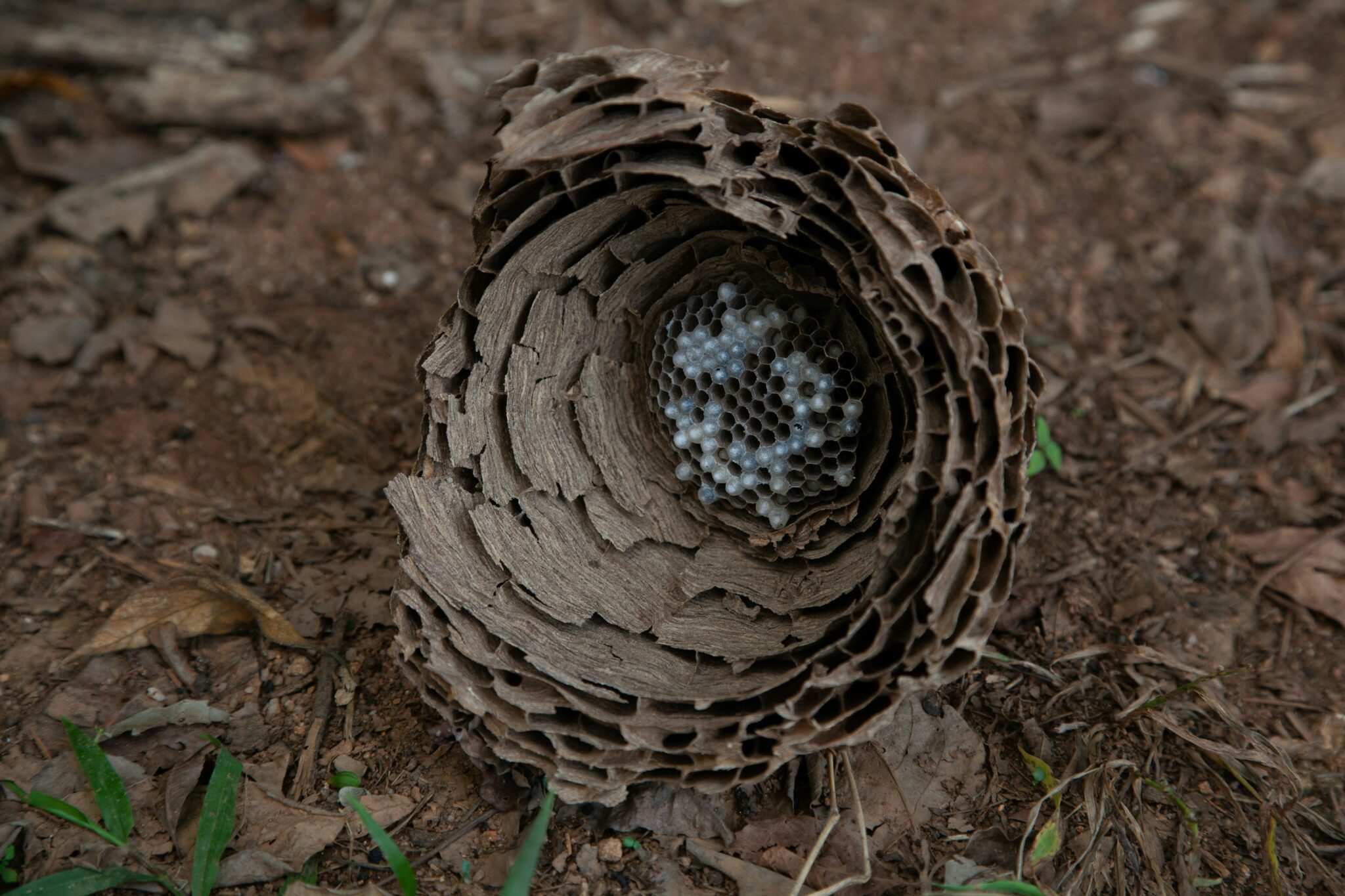 Most Dangerous Wasps - West Termite, Pest and Lawn