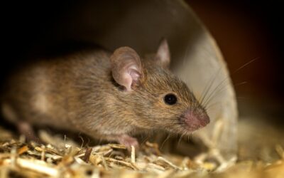 Top 10 Signs You Have a Hidden Pest Problem: Early Detection and Prevention Tips