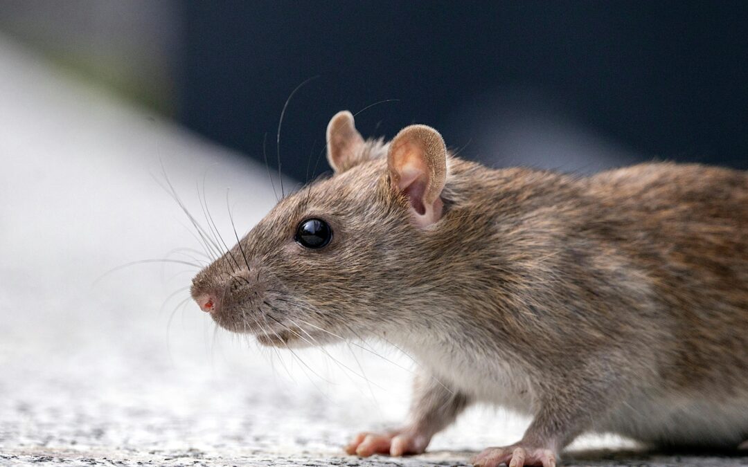 How to Prevent Rodents from Invading Your Home This Winter