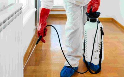 Spring Into Action: Preventing Termite Infestations in Arkansas Homes
